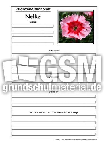 Pflanzensteckbrief-Nelke.pdf